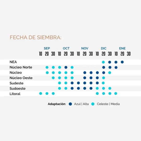 STINE ST 9820 - Semillas de maíz híbrido de Alto Rendimiento - Imagen 3